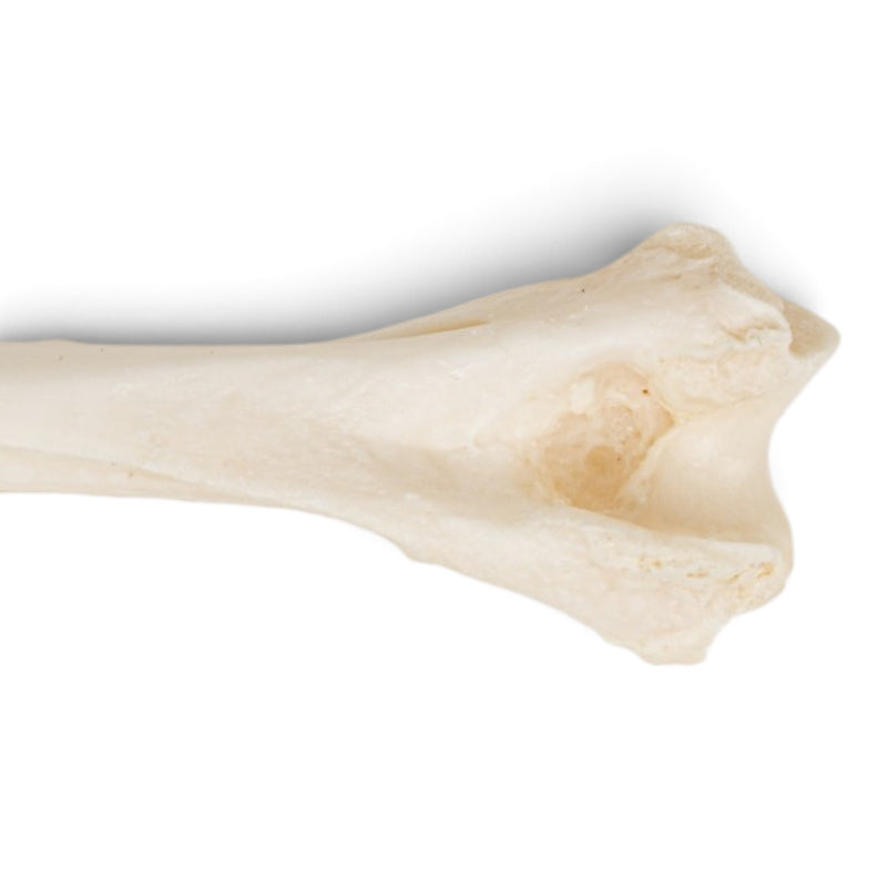 Real Domestic Cat Forelimb - Disarticulated - Pathology