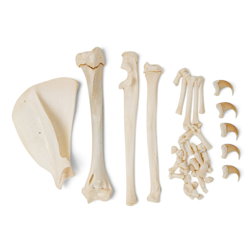 Real Domestic Cat Forelimb - Disarticulated - Pathology