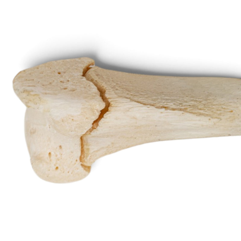 Real Domestic Cat Forelimb - Disarticulated - Pathology