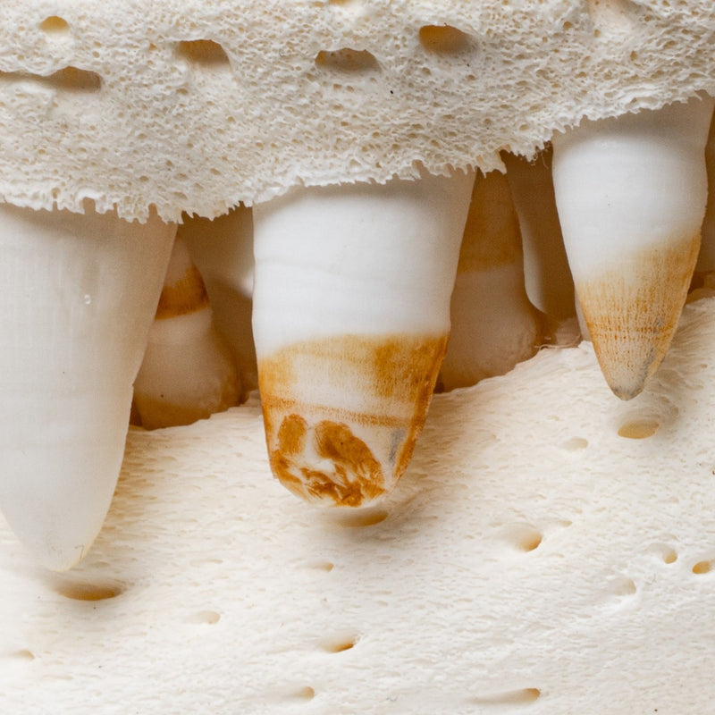 Real American Alligator Skull