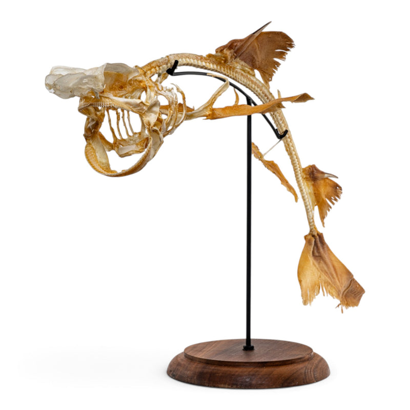 Real Little Gulper Shark Skeleton - On Stand