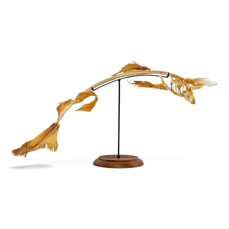 Real Little Gulper Shark Skeleton - On Stand