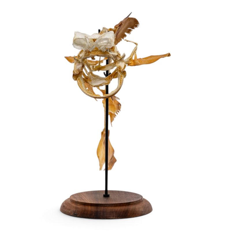 Real Little Gulper Shark Skeleton - On Stand