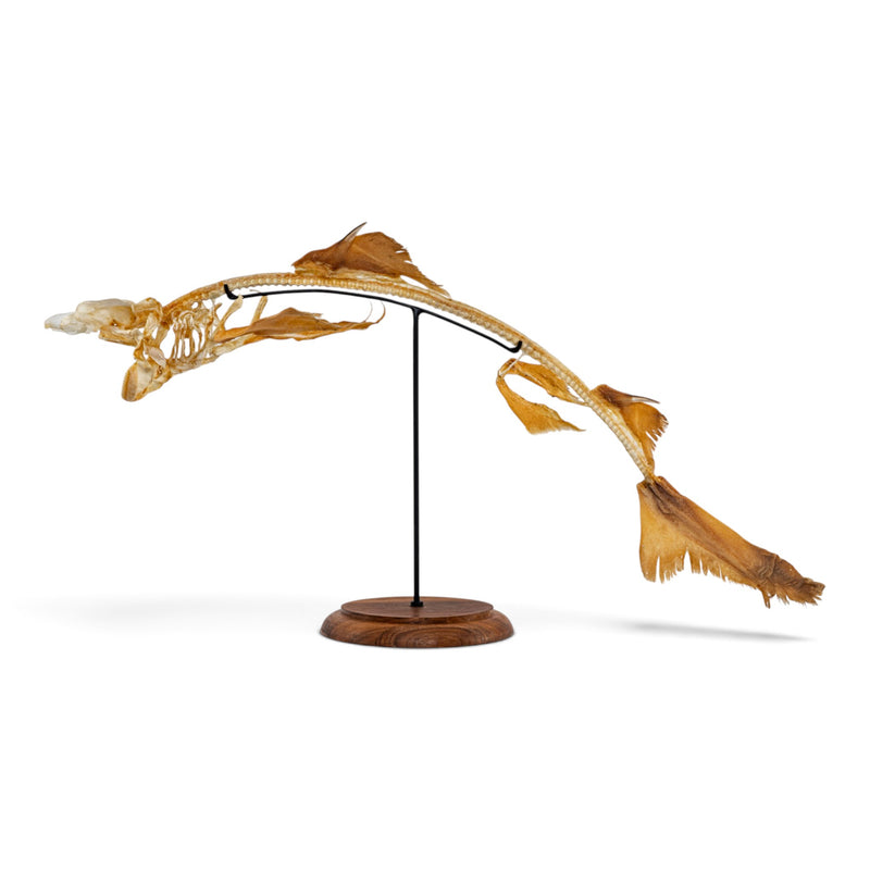 Real Little Gulper Shark Skeleton - On Stand