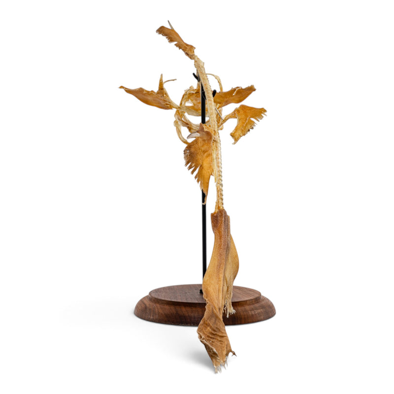 Real Little Gulper Shark Skeleton - On Stand
