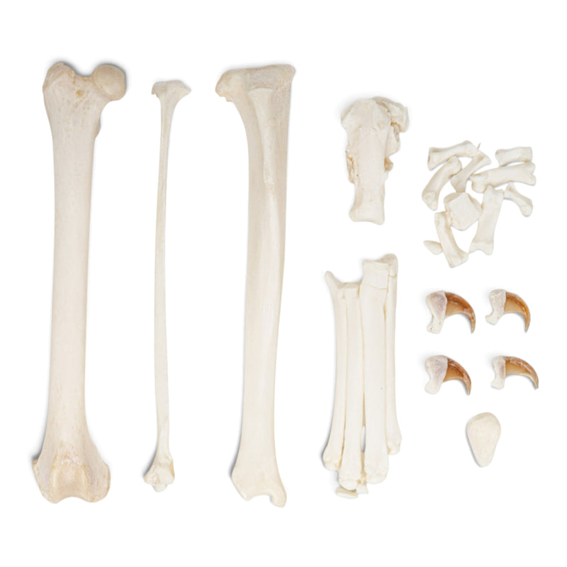 Real Domestic Cat Hindlimb - Disarticulated - Pathology