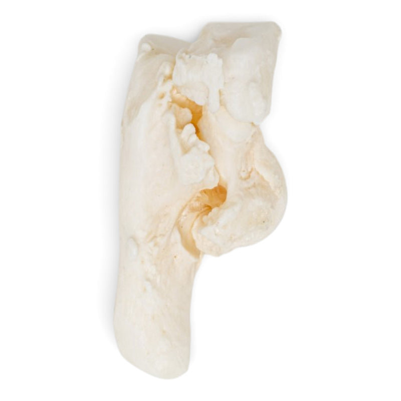 Real Domestic Cat Hindlimb - Disarticulated - Pathology
