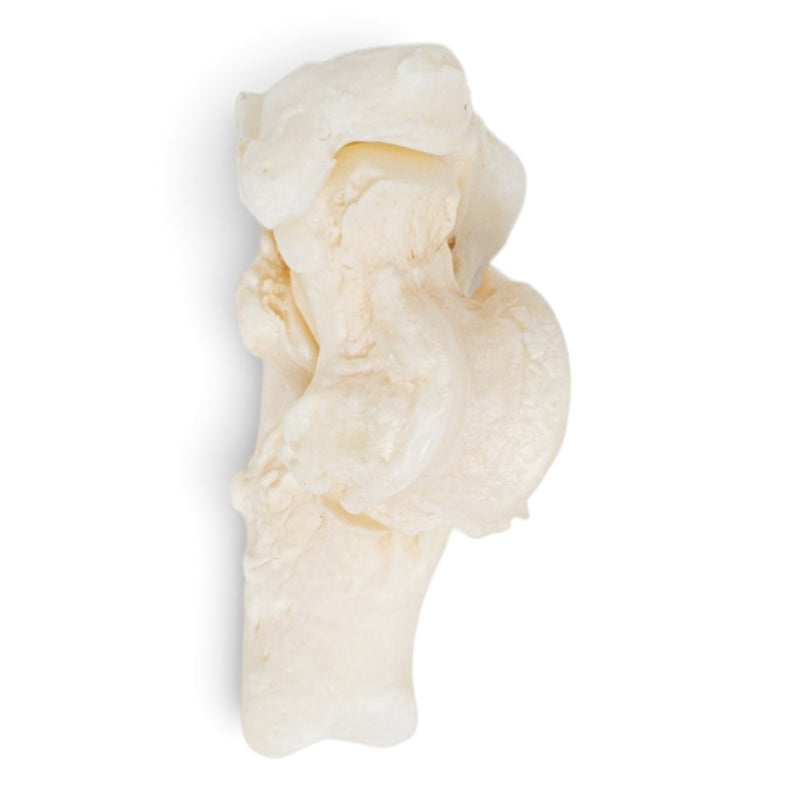 Real Domestic Cat Hindlimb - Disarticulated - Pathology