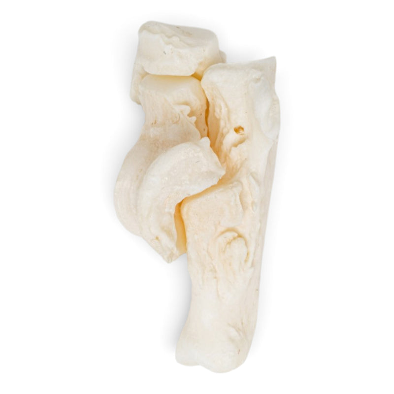 Real Domestic Cat Hindlimb - Disarticulated - Pathology