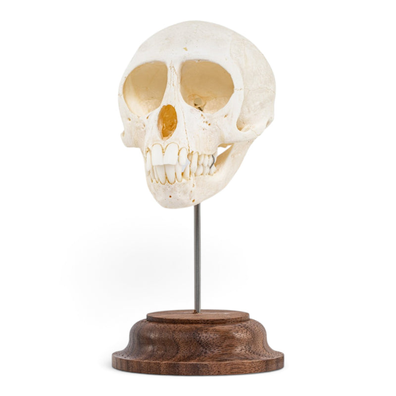 Real Vervet Monkey Skull - on Stand