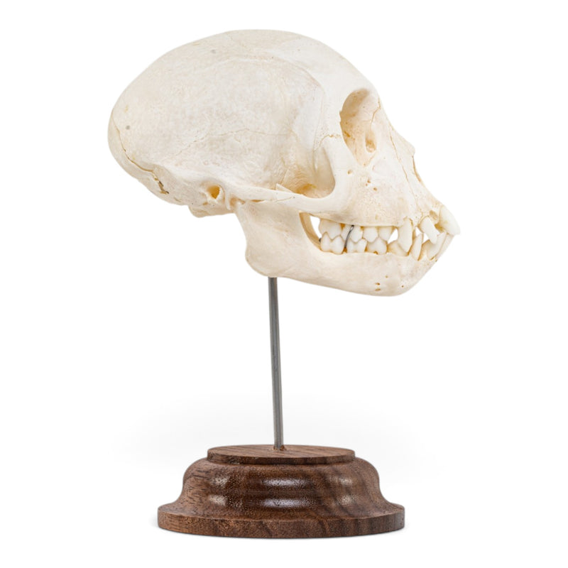 Real Vervet Monkey Skull - on Stand