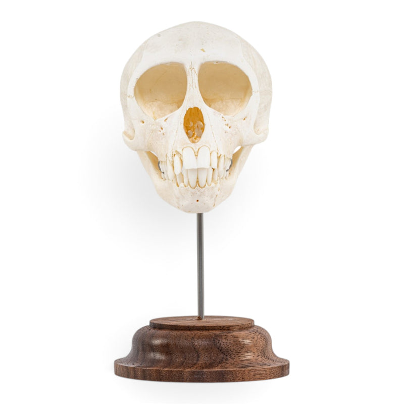 Real Vervet Monkey Skull - on Stand