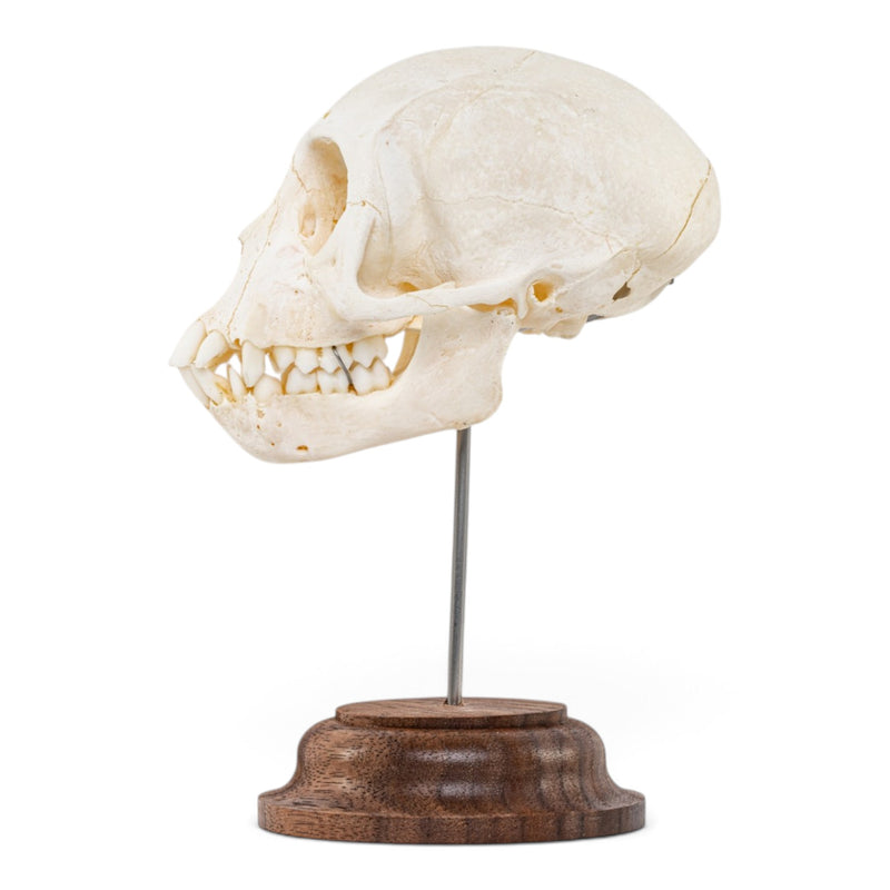 Real Vervet Monkey Skull - on Stand