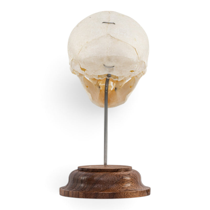 Real Vervet Monkey Skull - on Stand
