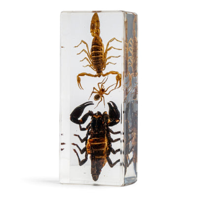 Two Scorpions and a Spider in Large Acrylic Paperweight