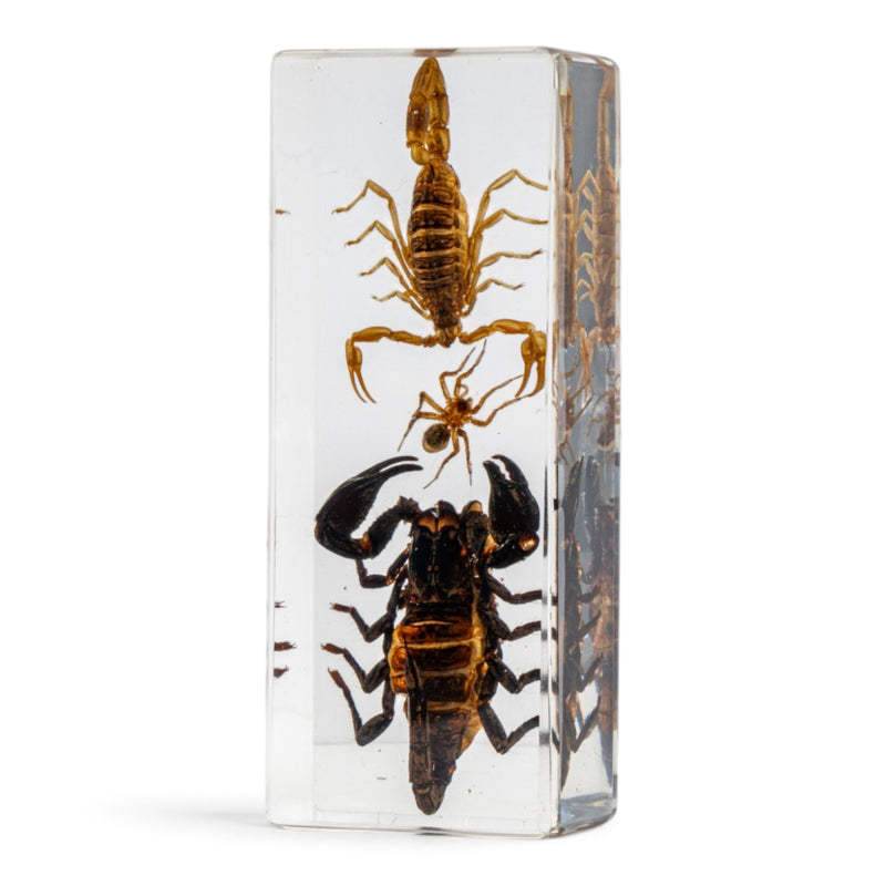 Two Scorpions and a Spider in Large Acrylic Paperweight