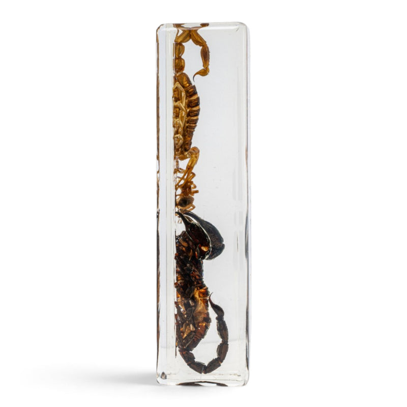 Two Scorpions and a Spider in Large Acrylic Paperweight