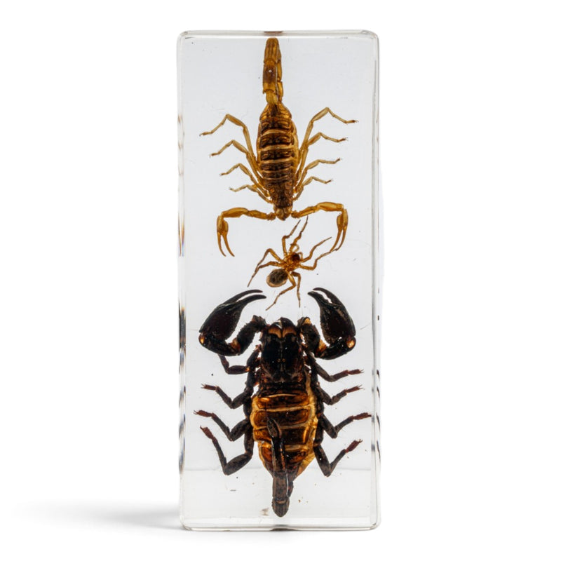 Two Scorpions and a Spider in Large Acrylic Paperweight