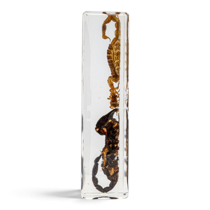 Two Scorpions and a Spider in Large Acrylic Paperweight
