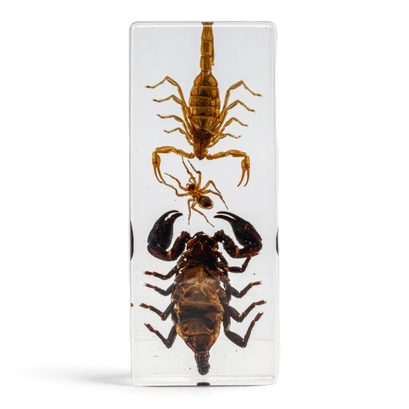 Two Scorpions and a Spider in Large Acrylic Paperweight