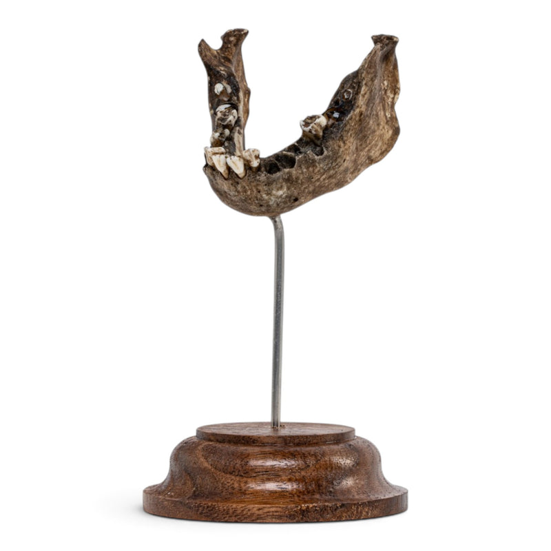 Real Vervet Monkey Mandible