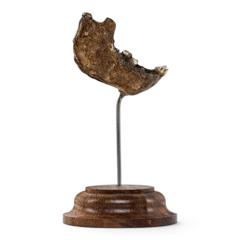 Real Vervet Monkey Mandible