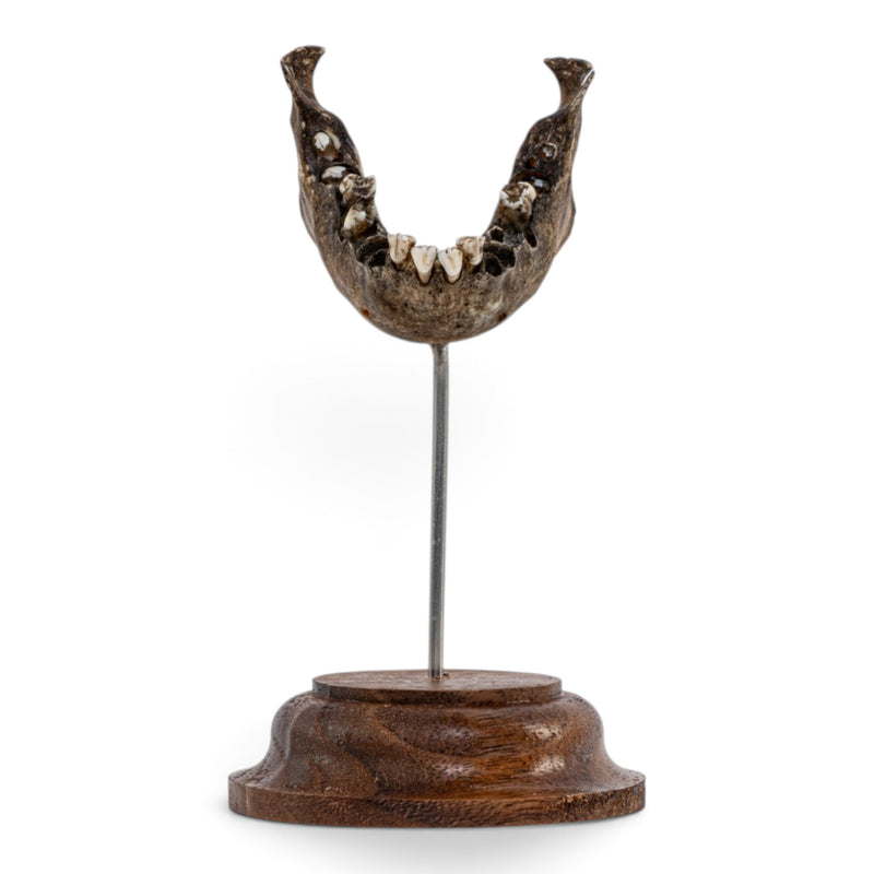 Real Vervet Monkey Mandible