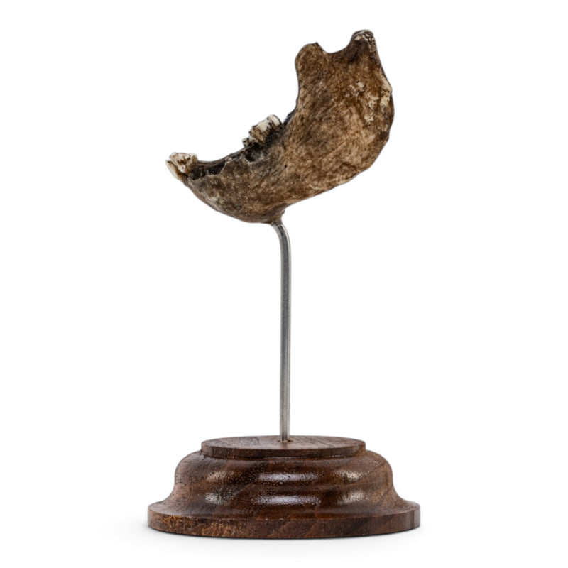 Real Vervet Monkey Mandible