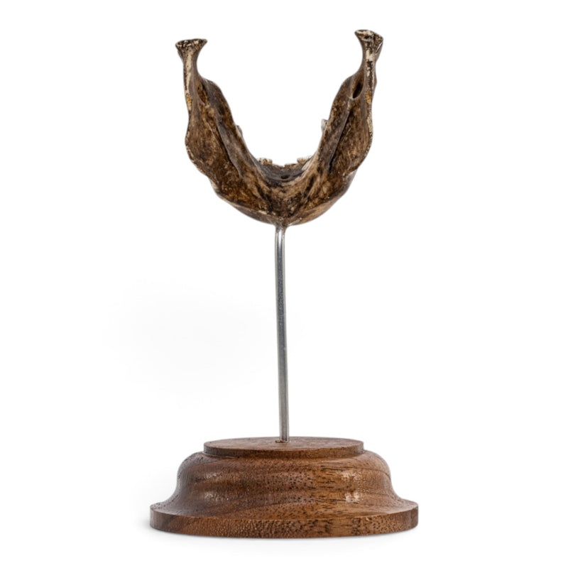 Real Vervet Monkey Mandible