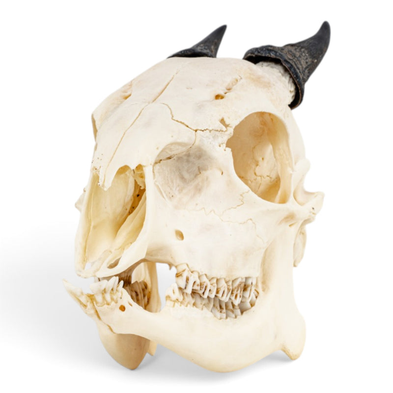 Real Red Duiker Skull