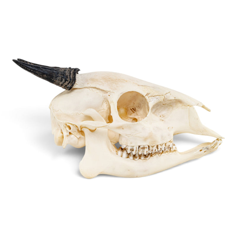 Real Red Duiker Skull