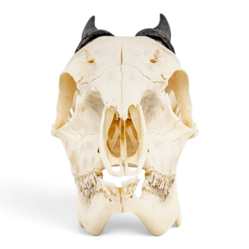 Real Red Duiker Skull