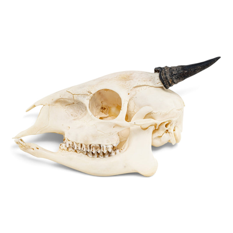 Real Red Duiker Skull