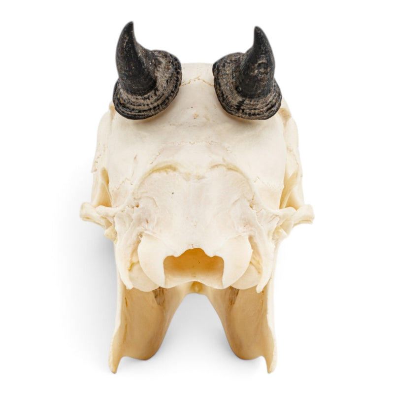 Real Red Duiker Skull