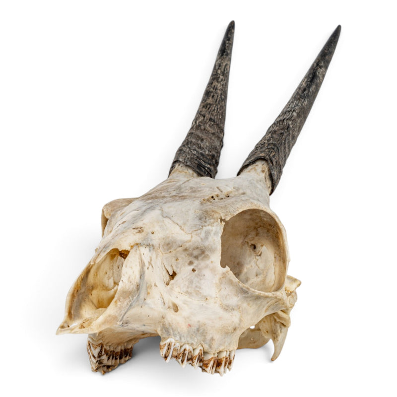 Real Common Duiker Skull
