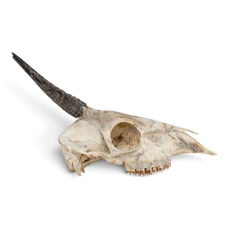 Real Common Duiker Skull