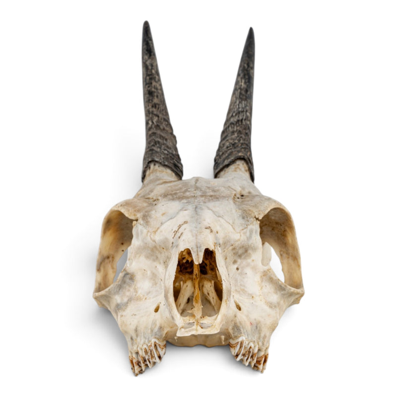 Real Common Duiker Skull