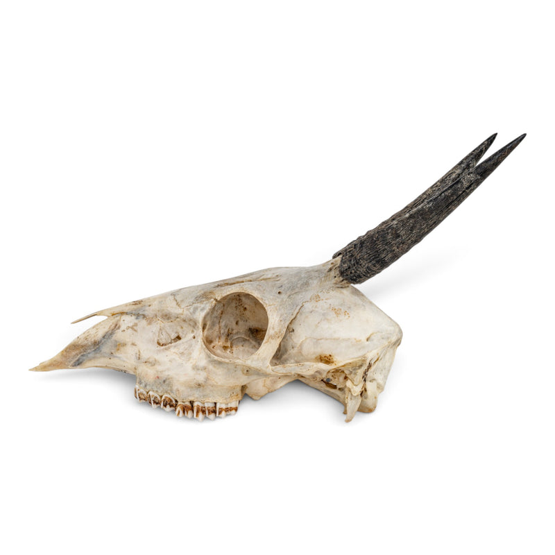 Real Common Duiker Skull