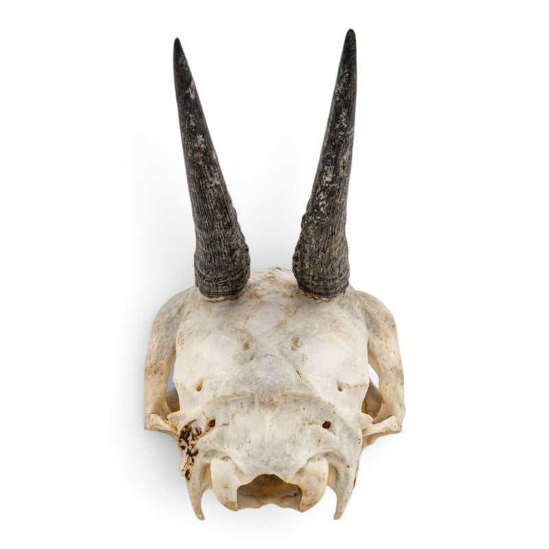 Real Common Duiker Skull
