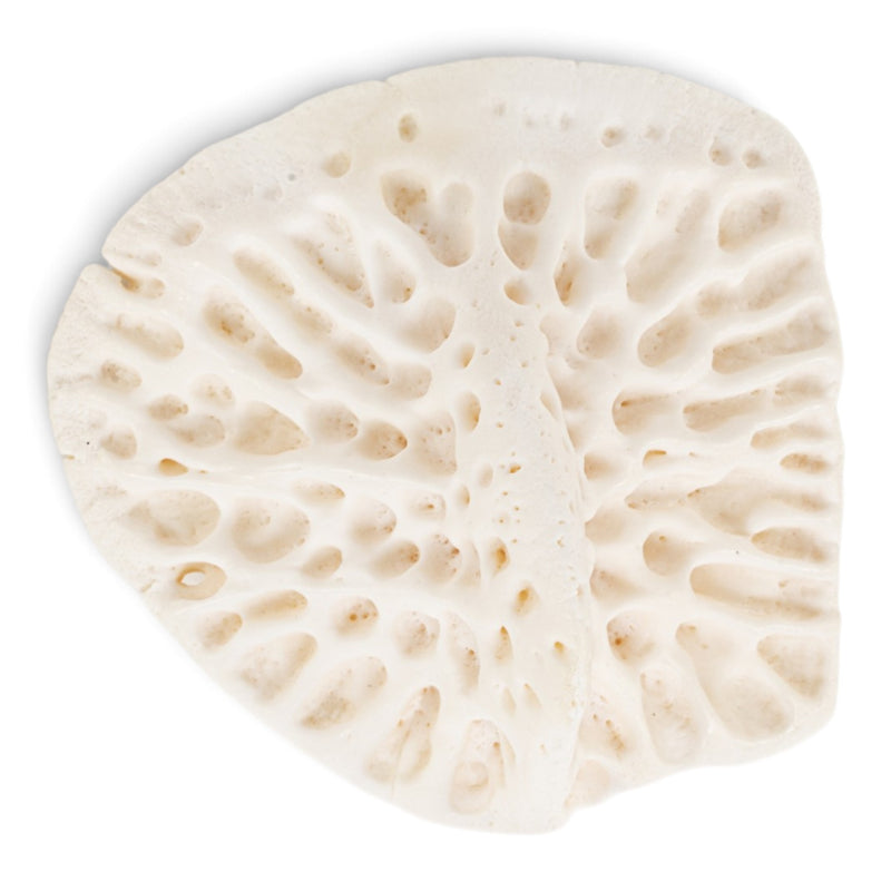 Real American Alligator Osteoderm