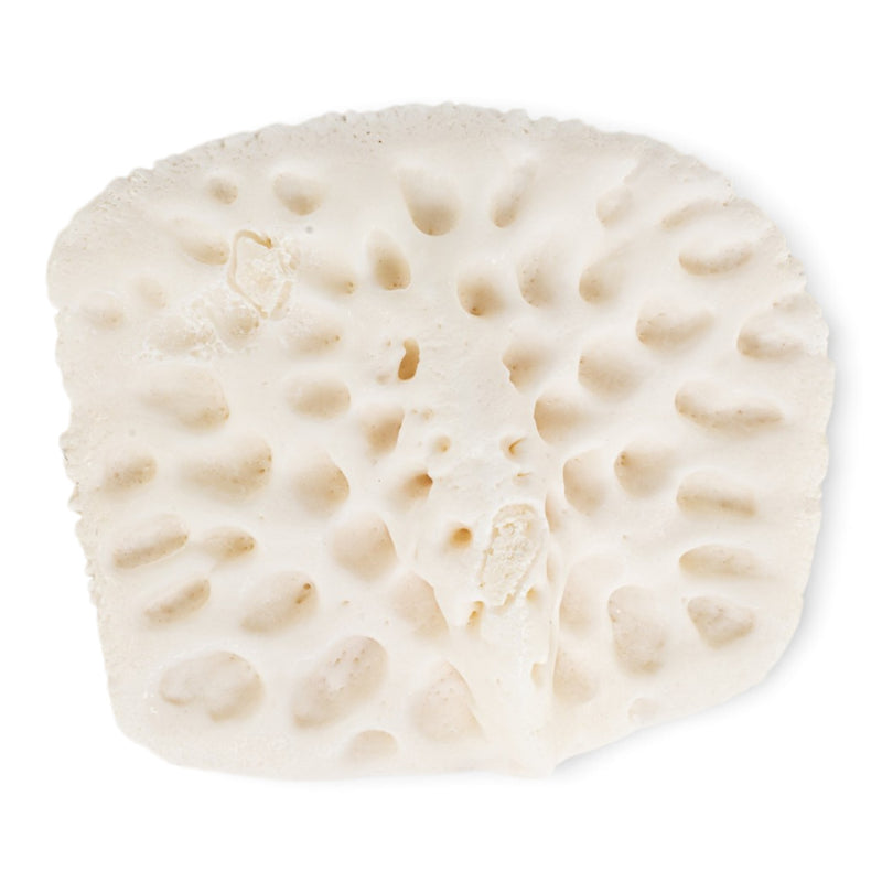 Real American Alligator Osteoderm
