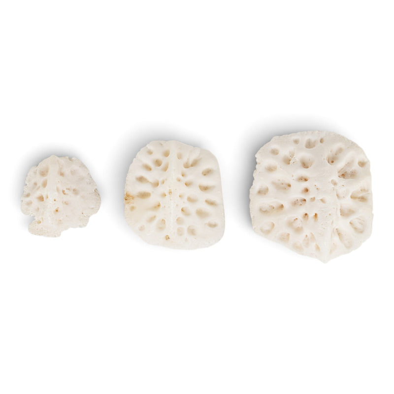 Real American Alligator Osteoderm