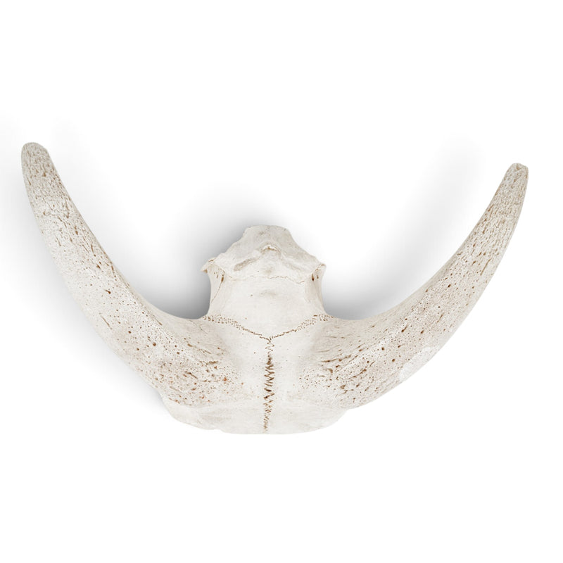 Real Domestic Goat Skull Plate