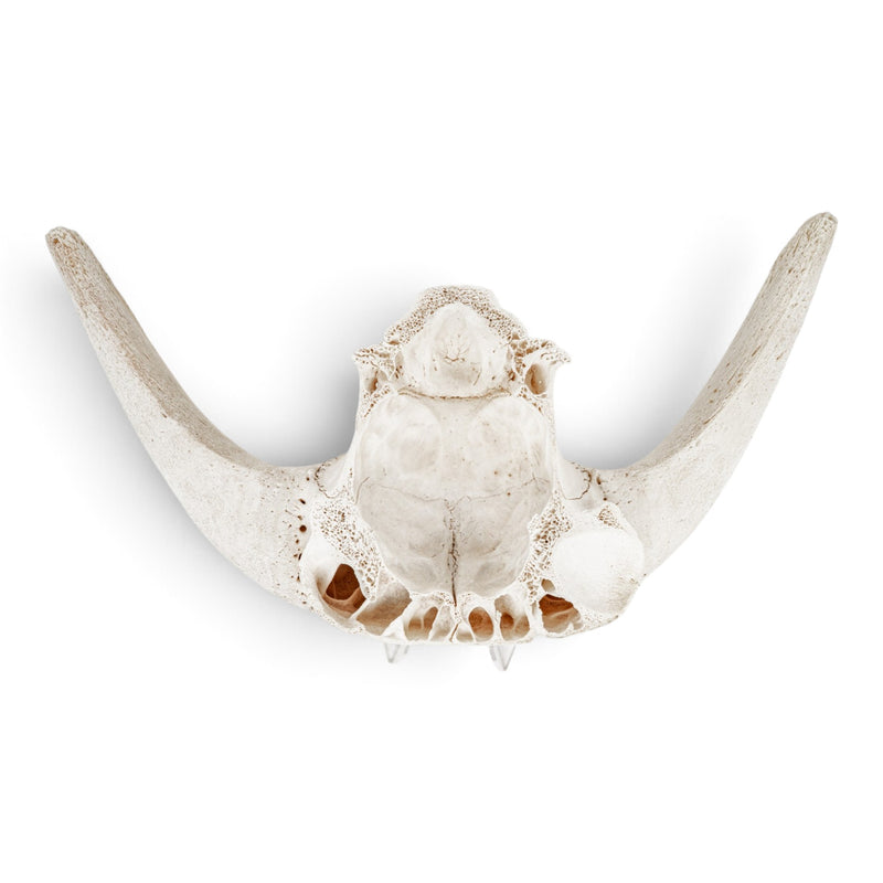 Real Domestic Goat Skull Plate