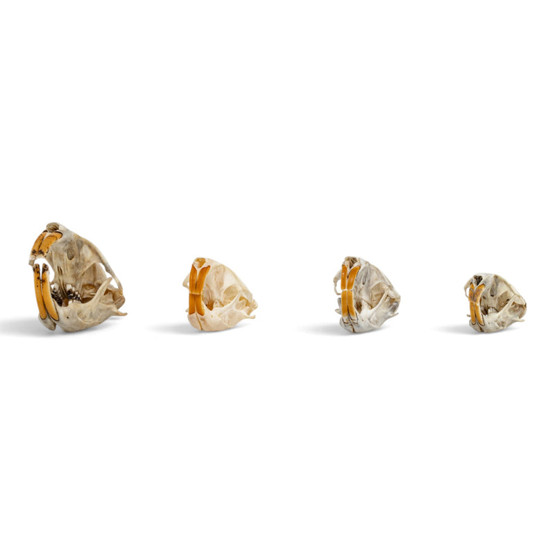 Real Pocket Gopher Skull Set
