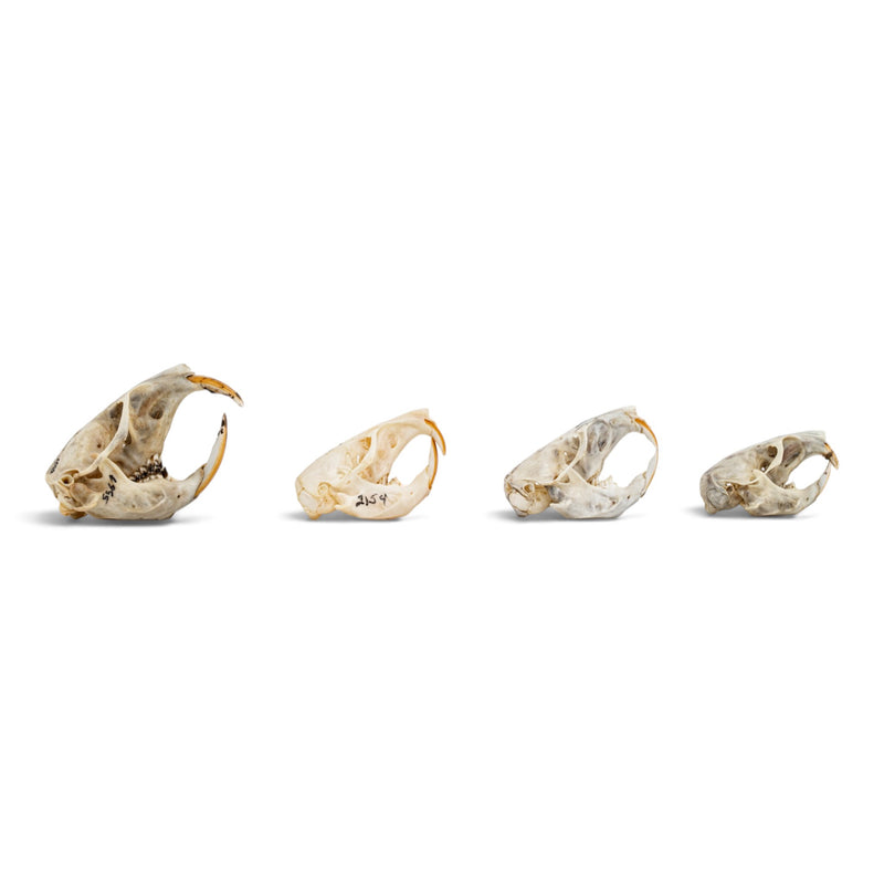 Real Pocket Gopher Skull Set