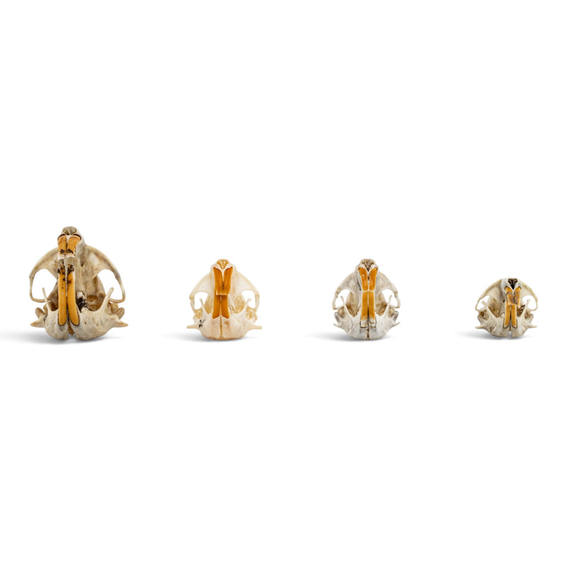 Real Pocket Gopher Skull Set