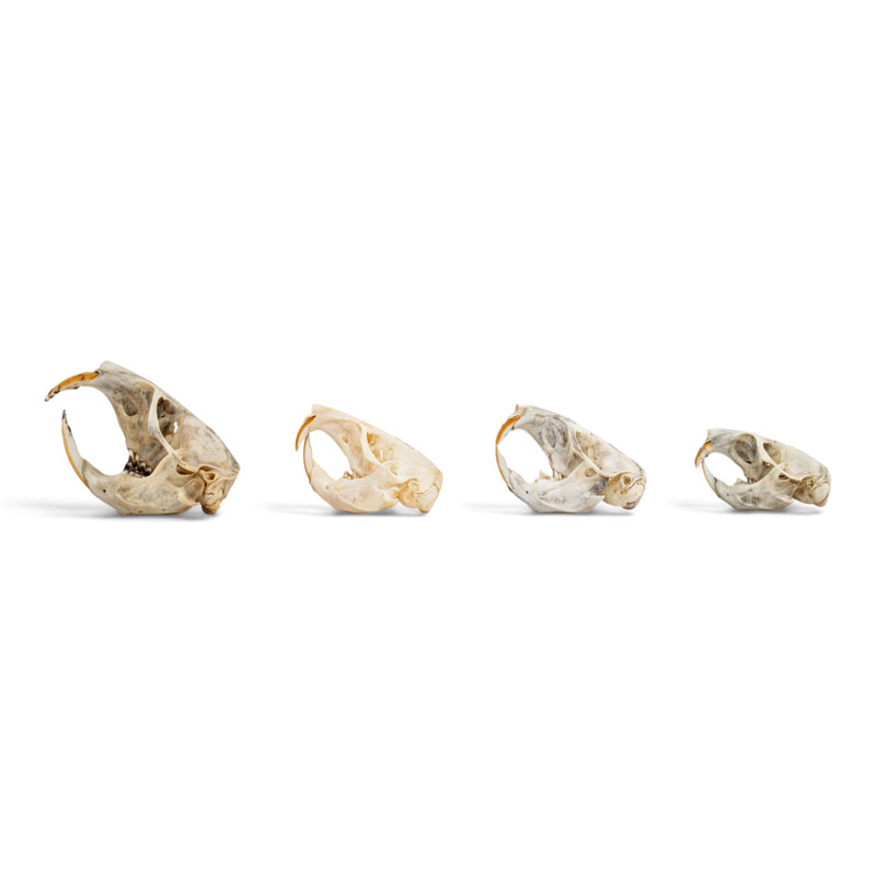 Real Pocket Gopher Skull Set