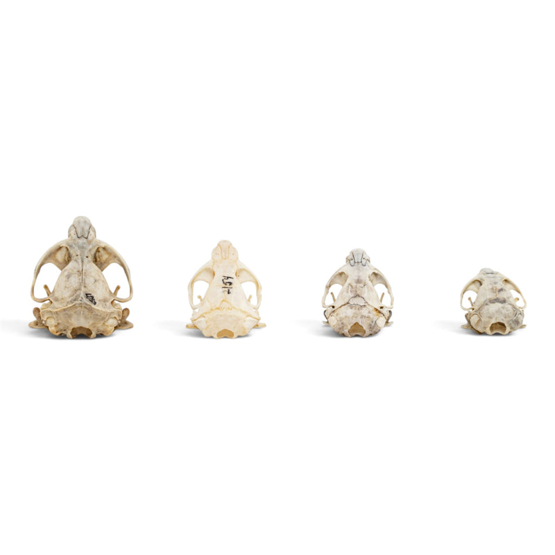 Real Pocket Gopher Skull Set