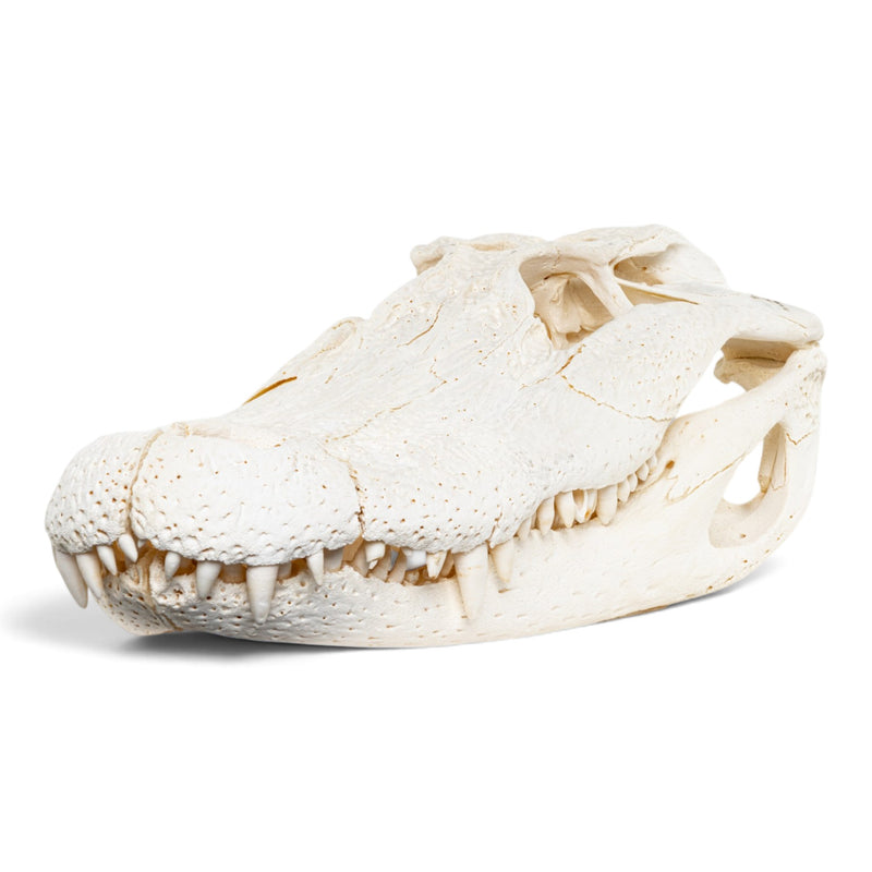 Real American Alligator Skull